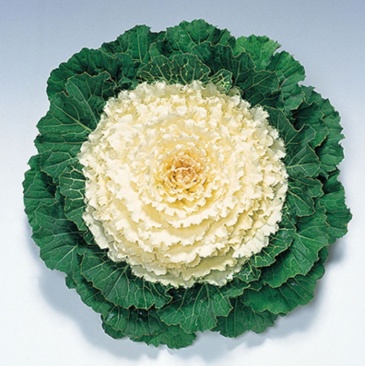 Декоративная капуста (Brassica oleracea)