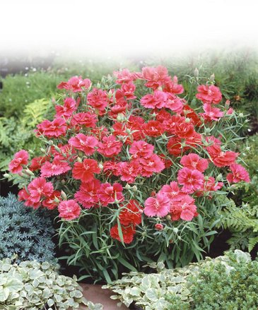 Гвоздика китайская махровая (Dianthus chinensis)