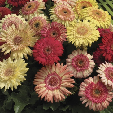 Гербера Джеймсона (Gerbera jemesonii)