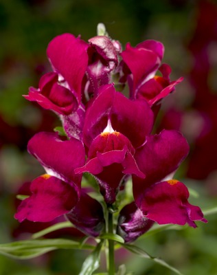 Львиный зев (Антирринум) большой (Antirrhinum majus)