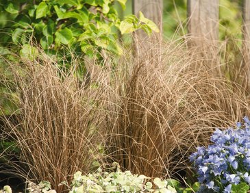 Осока власовидная (Carex comans)