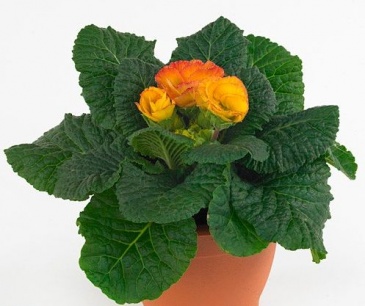 Примула бесстебельная (Primula acaulis)