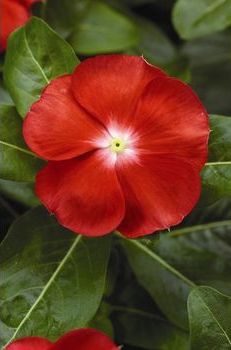 Катарантус розовый (Vinca rosea)