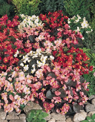 Бегония вечноцветущая (зеленая и бронзовая листва) (Begonia semperflorens)