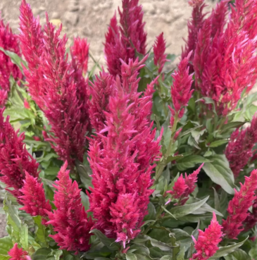 Целозия метельчатая (Celosia plumosa)
