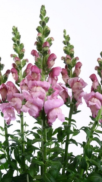 Львиный зев (Антирринум) большой (Antirrhinum majus)