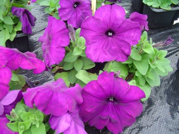 Петуния многоцветковая (генетически компактная) (Petunia multiflora)