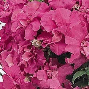 Петуния многоцветковая махровая (Petunia multiflora)