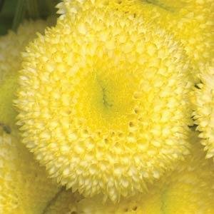 Пиретрум девичий (Tanacetum parthenium)