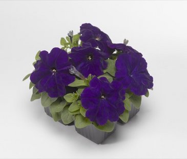 Петуния многоцветковая (генетически компактная) (Petunia multiflora)