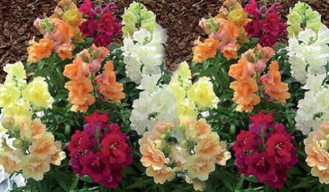 Львиный зев (Антирринум) махровый (Antirrhinum majus)