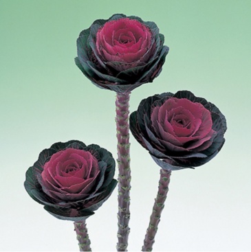 Декоративная капуста (Brassica oleracea)