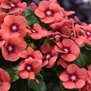 Катарантус розовый (Vinca rosea)