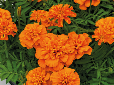 Бархатцы отклоненные (Tagetes patula)