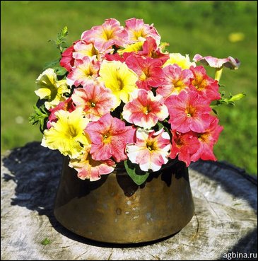 Петуния крупноцветковая гофрированная (Petunia grandiflora)