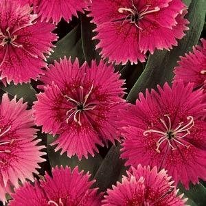 Гвоздика китайская х турецкая (Dianthus chinensis  x barbatus)