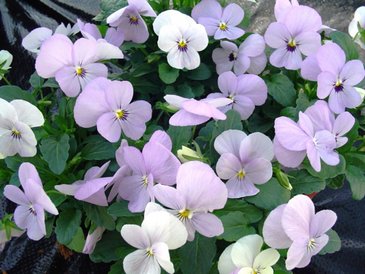 Виола рогатая (Viola cornuta)