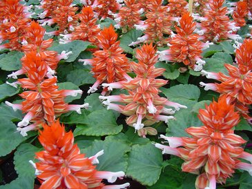 Сальвия блестящая (Salvia splendens)