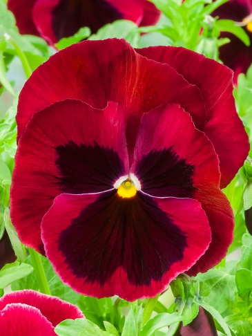 Виола Виттрока (Viola wittrockiana)