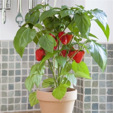 Перец летний (Capsicum annuum)