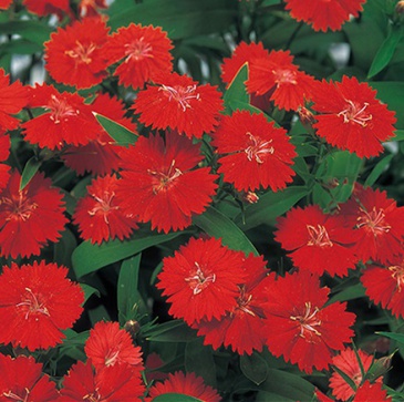 Гвоздика китайская х турецкая (Dianthus chinensis x barbatus)
