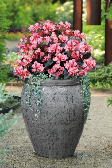 Бегония гибридная (бронзовая листва) (Begonia benariensis)