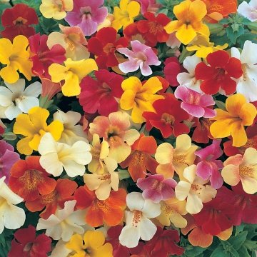 Губастик гибридный (Mimulus x hybrida)