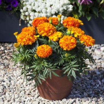 Бархатцы триплоидные (Tagetes patula x erecta)