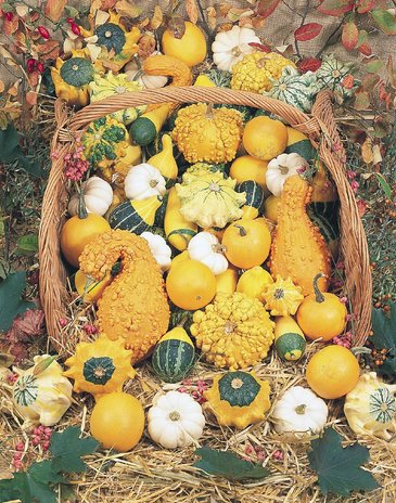 Тыква деоративная (Cucurbita pepo)