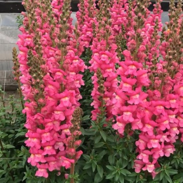 Львиный зев (Антирринум) большой (Antirrhinum majus)