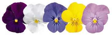 Виола рогатая (Viola cornuta)