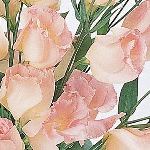 Лизиантус (Эустома) крупноцветковый (Lisianthus grandiflorum)