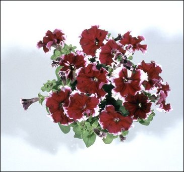 Петуния многоцветковая бахромчатая (Petunia multiflora)