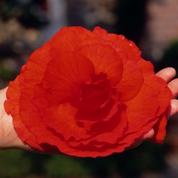 Бегония клубневая махровая (Begonia tuberhybrida)