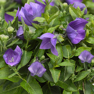 Платикодон крупноцветковый (Platycodon grandiflorus)
