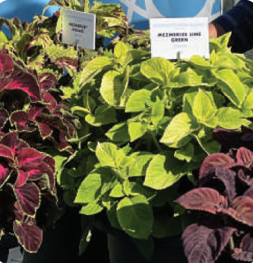 Колеус Блюме (Coleus blumei)