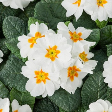 Примула бесстебельная (Primula acaulis)