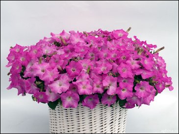 Петуния ампельная гибридная (Petunia x hybrida)
