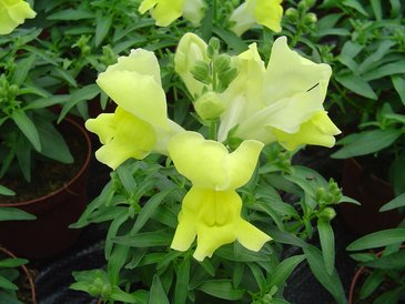 Львиный зев (Антирринум) большой (Antirrhinum majus)