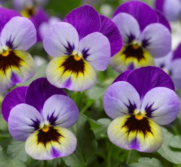 Виола рогатая (Viola cornuta)