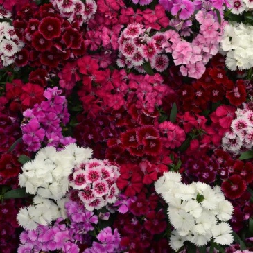 Гвоздика китайская х турецкая (Dianthus chinensis x barbatus)
