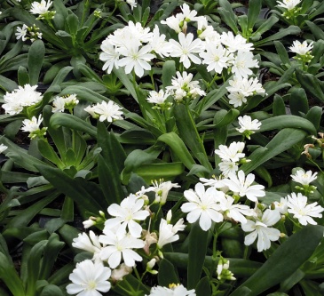Левизия (Lewisia cotyledon)