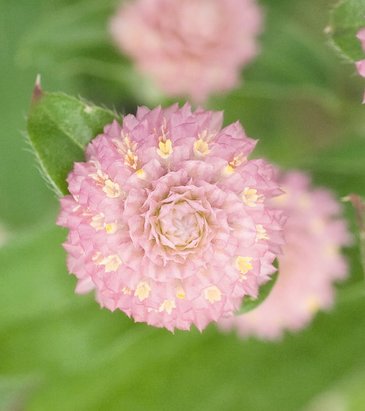 Гомфрена шаровидная (Gomphrena globosa)