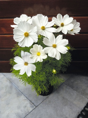 Космея дваждыперистая (Cosmos bipinnatus)