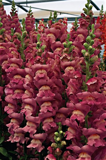 Львиный зев (Антирринум) большой (Antirrhinum majus)