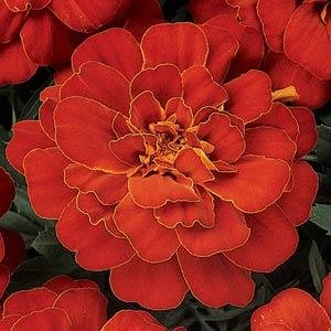 Бархатцы отклоненные (Tagetes patula)