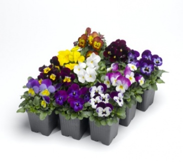 Виола рогатая (Viola cornuta)