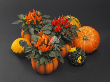 Перец летний (Capsicum annuum)