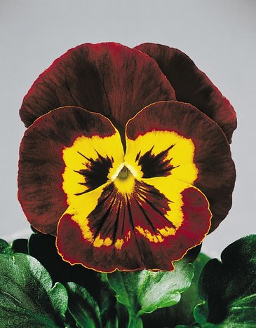 Виола виттрока (Viola wittrockiana)