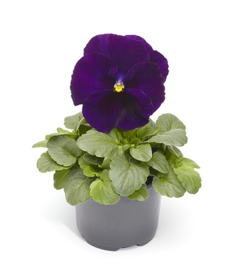 Виола Виттрока (Viola wittrockiana)